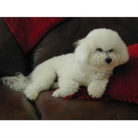 Bichon Frise Breeder in Stanley, New Mexico