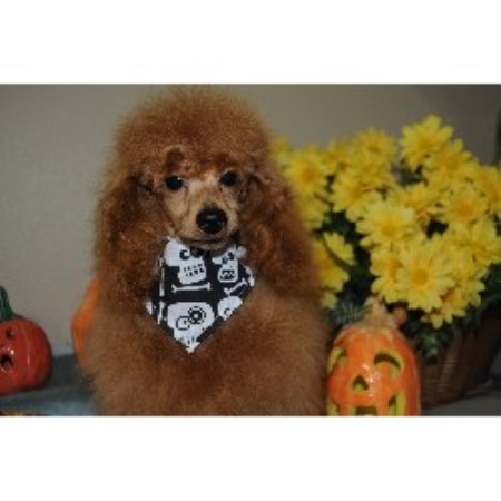 Poodle Miniature Breeder in Stanley, New Mexico