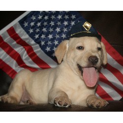 Labrador Retriever Breeder in Tennille, Georgia