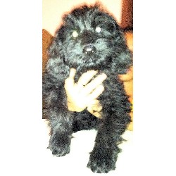 Goldendoodle Breeder in Tennille, Georgia