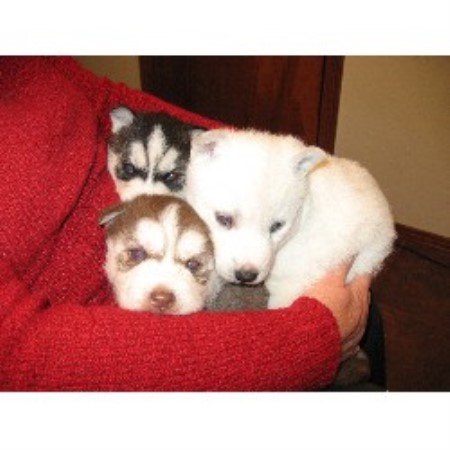 Siberian Husky Breeder in Emory, Texas