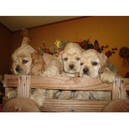 American Cocker Spaniel Breeder in Monroe, Georgia