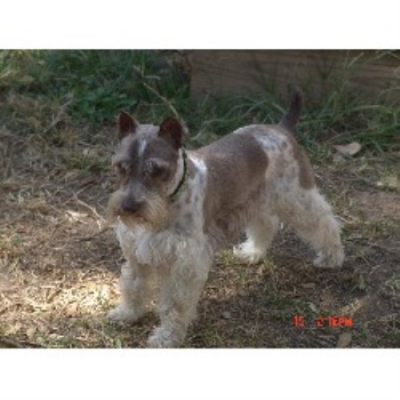 Miniature Schnauzer Stud in Texas