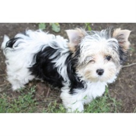 yorkie rescue kansas heaven sent biewers terrier breeder in marysville kansas listing id 19294 yorkie rescue kansas heaven sent biewers terrier breeder in marysville kansas listing id 19294
