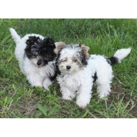 yorkie rescue kansas terrier yorkie breeders in kansas freedoglistings yorkie rescue kansas terrier yorkie breeders in kansas freedoglistings