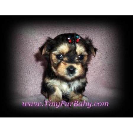 Morkie Breeder in Menifee, California