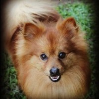 pomeranian rescue ontario search locally for pomeranian breeders nearest you freedoglistings page 7 pomeranian rescue ontario search locally for pomeranian breeders nearest you freedoglistings page 7