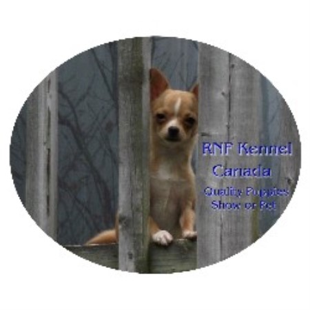 Chihuahua Breeder in Pearsonville, New Brunswick