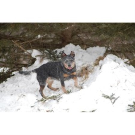 Australian Cattle Dog Breeder in Sherman, Maine
