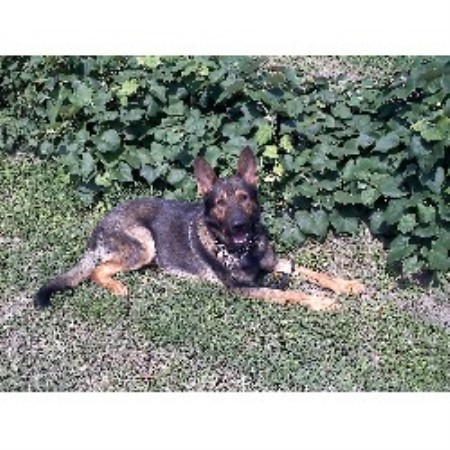 German Shepherd Dog Breeder in Cleveland, Texas