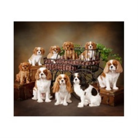 Cavalier King Charles Spaniel Breeder in Gilbert, Arizona