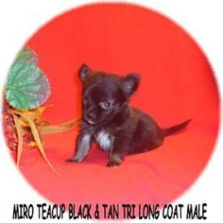 Chihuahua Breeder in Willow Spring, North Carolina