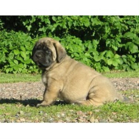 Mastiff Breeder in Couderay, Wisconsin