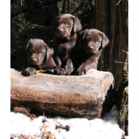 Labrador Retriever Breeder in Alta, California