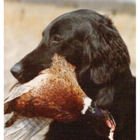 Flat Coated Retriever Breeder in Ashley, North Dakota