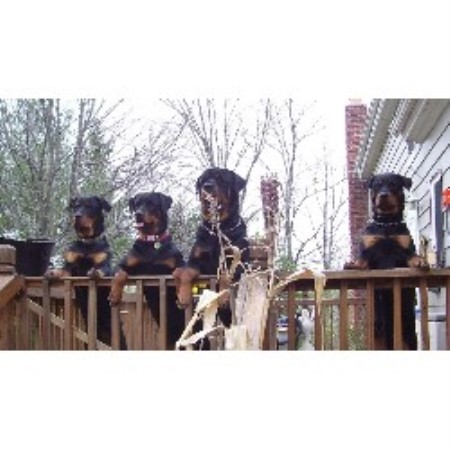 Rottweiler Breeder in Chardon, Ohio