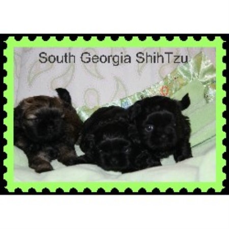 Shih Tzu Breeder in Homerville, Georgia