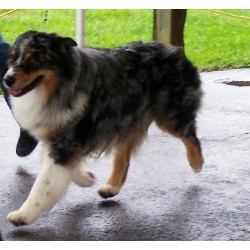Australian Shepherd Dog Stud in Pennsylvania