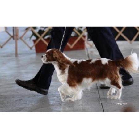 Cavalier King Charles Spaniel Breeder in Sarnia, Ontario