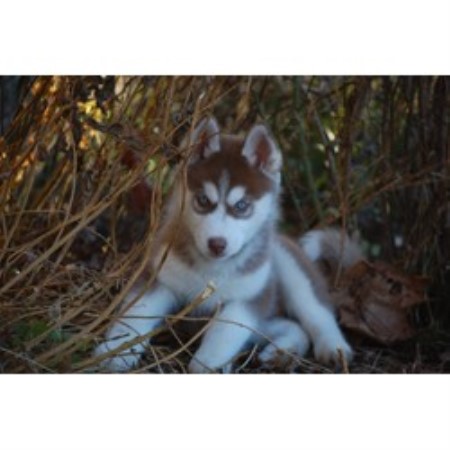 Siberian Husky Breeder in Starkville, Mississippi