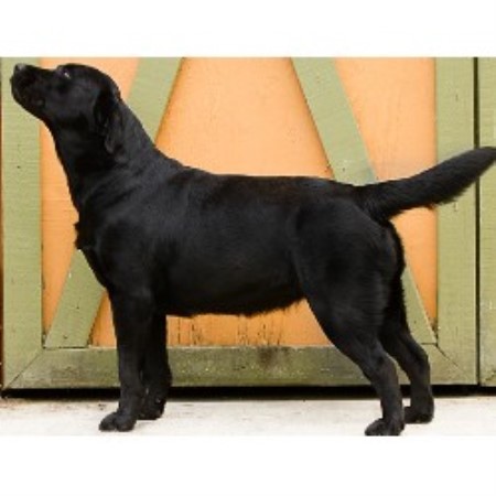 Labrador Retriever Breeder in Miami, Florida