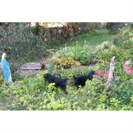Airedale Terrier Breeder in Miles, Texas