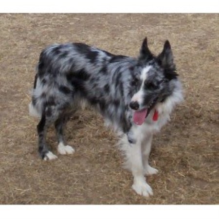 American Border Collie