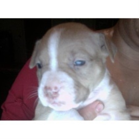 American Pit Bull Terrier Breeder in Tampa, Florida