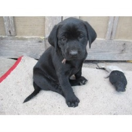 Labrador Retriever breeder Taylor 19383