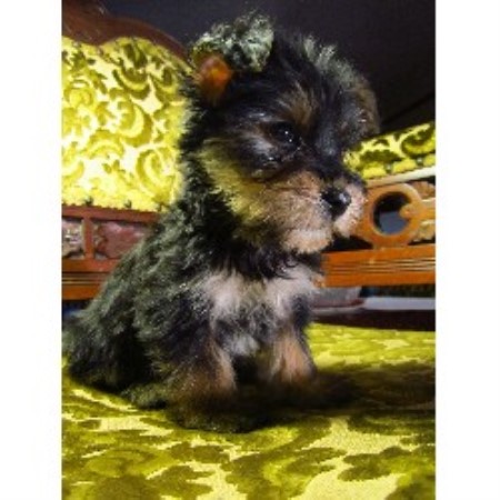 Yorkipoo Breeder in Magnolia, Ohio