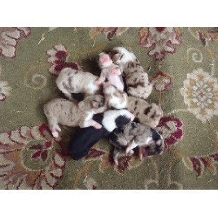 Australian Shepherd Dog Breeder in Miami, Florida