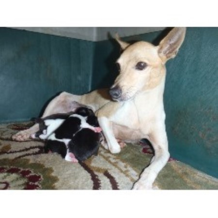 Toy Fox Terrier Breeder in Homestead, Florida