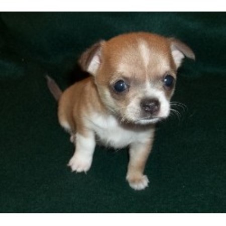 Chihuahua Breeder in Bonham, Texas