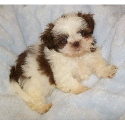 Shih Tzu Breeder in Bonham, Texas