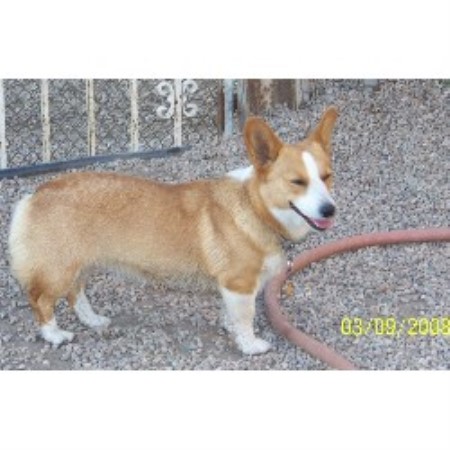 Pembroke Welsh Corgi Breeder in Lakeside, California