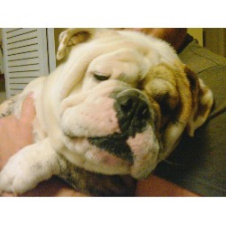 English Bulldog Breeder in Spartanburg, South Carolina