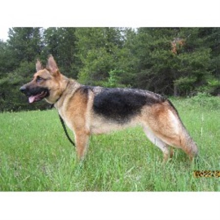 german shepherd puppies washington tiltonhaus german shepherd breeder in deer park washington listing id 19416 german shepherd puppies washington tiltonhaus german shepherd breeder in deer park washington listing id 19416