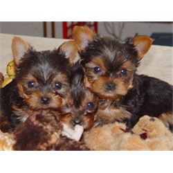 Yorkshire Terrier Breeder in Duncansville, Pennsylvania