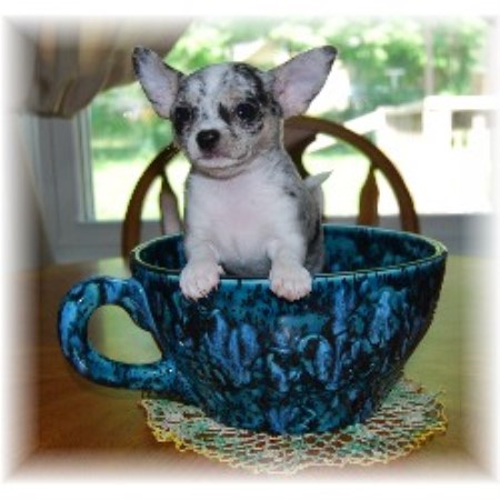 chihuahua puppies wisconsin chihuahua breeders in wisconsin freedoglistings chihuahua puppies wisconsin chihuahua breeders in wisconsin freedoglistings