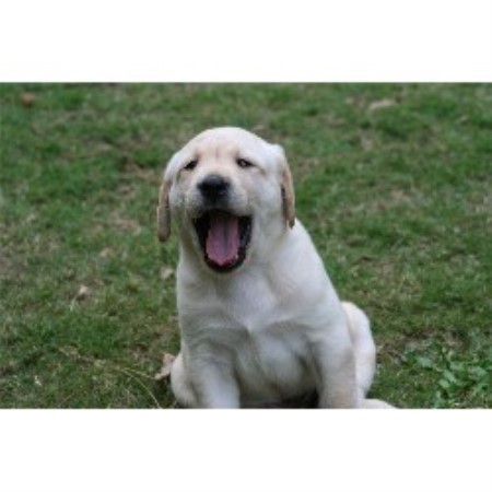 Labrador Retriever Breeder in Vista, California
