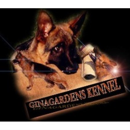 German Shepherd Dog Breeder in Storrs, Connecticut
