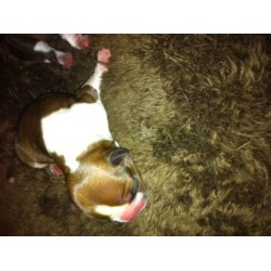 Boston Terrier Breeder in Richmond, Texas