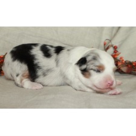 Miniature Australian Shepherd Breeder in Clovis, California