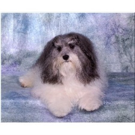 havanese puppies missouri havanese breeders in south dakota freedoglistings breeds picture havanese puppies missouri havanese breeders in south dakota freedoglistings breeds picture