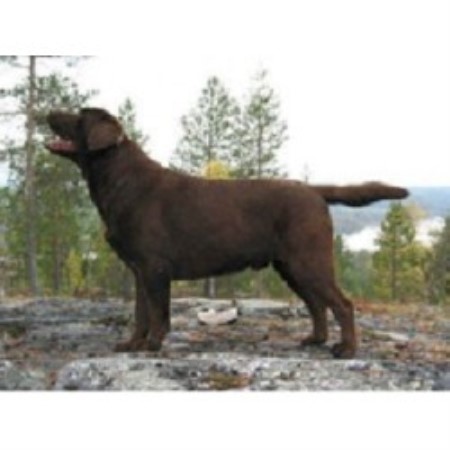 Labrador Retriever Breeder in Fontana, California