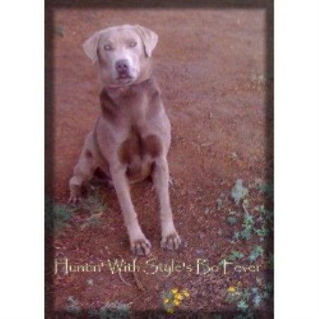 Labrador Retriever Breeder in Estancia, New Mexico