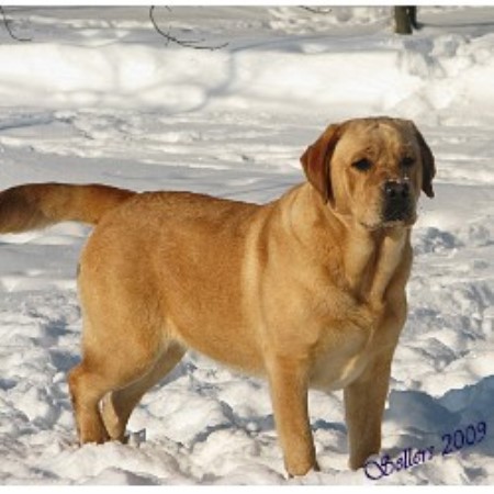 lab puppies iowa briarwood labradors labrador retriever breeder in lorimor iowa lab puppies iowa briarwood labradors labrador retriever breeder in lorimor iowa