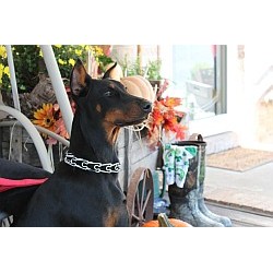 Doberman Pinscher Breeder in Hilham, Tennessee
