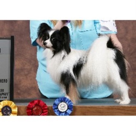 Papillon Breeder in Mora, Minnesota
