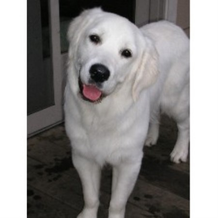 snowy paws golden retrievers snowy paw retrievers golden retriever breeder in west chicago illinois listing id snowy paws golden retrievers snowy paw retrievers golden retriever breeder in west chicago illinois listing id